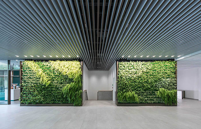 Polylam acoustical baffles in a building lobby with greenwalls.